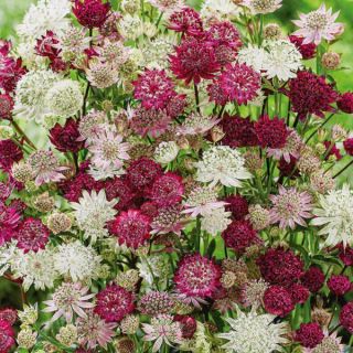 Astrantia Thumbnail